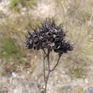 Haemodorum planifolium at QPRC LGA - 17 Nov 2023