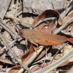 Goniaea australasiae (Gumleaf grasshopper) at Bombay, NSW - 17 Nov 2023 by MatthewFrawley