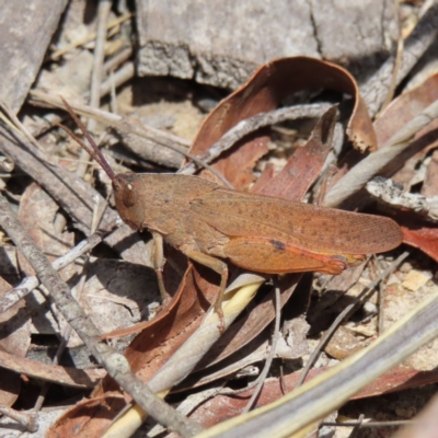 Goniaea australasiae (Gumleaf grasshopper) at Bombay, NSW - 17 Nov 2023 by MatthewFrawley