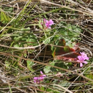 Pelargonium inodorum at Lyons, ACT - 16 Nov 2023