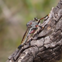 Neoaratus hercules (Herculean Robber Fly) at QPRC LGA - 17 Nov 2023 by MatthewFrawley