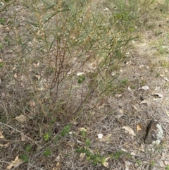 Acacia doratoxylon (Currawang) at Booth, ACT - 12 Nov 2023 by dwise