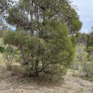 Acacia doratoxylon at Booth, ACT - 12 Nov 2023