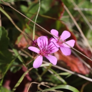 Pelargonium inodorum at Lyons, ACT - 16 Nov 2023