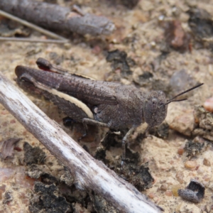 Cirphula pyrrhocnemis at QPRC LGA - 17 Nov 2023