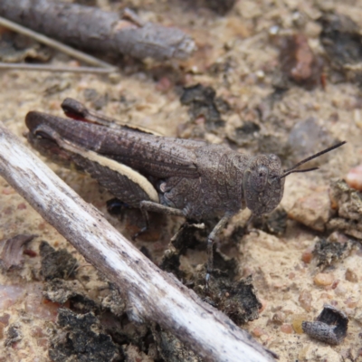 Cirphula pyrrhocnemis (Variable Cirphula) at Bombay, NSW - 17 Nov 2023 by MatthewFrawley