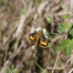 Ocybadistes walkeri (Green Grass-dart) at Lyons, ACT - 16 Nov 2023 by ran452