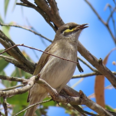 Caligavis chrysops (Yellow-faced Honeyeater) at Bombay, NSW - 17 Nov 2023 by MatthewFrawley