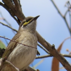 Caligavis chrysops at QPRC LGA - 17 Nov 2023 11:48 AM