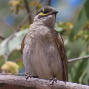 Caligavis chrysops at QPRC LGA - 17 Nov 2023 11:48 AM