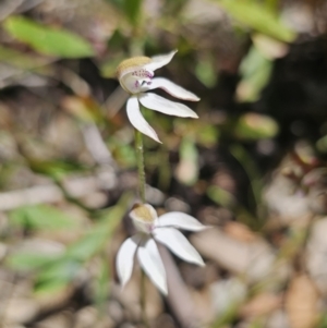 Caladenia moschata at Namadgi National Park - suppressed