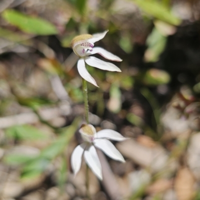 Caladenia moschata (Musky Caps) at Cotter River, ACT - 18 Nov 2023 by Csteele4