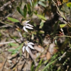 Caladenia moschata at Namadgi National Park - 18 Nov 2023