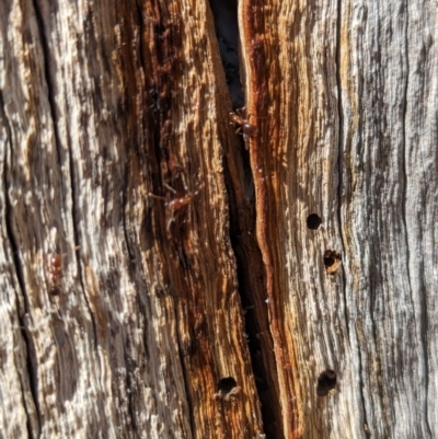 Papyrius sp. (genus) (A Coconut Ant) at Stromlo, ACT - 17 Nov 2023 by HelenCross