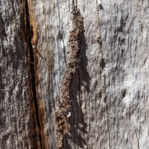 Papyrius sp. (genus) at Bluetts Block (402, 403, 12, 11) - 18 Nov 2023