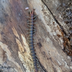 Cormocephalus aurantiipes (Orange-legged Centipede) at Block 402 - 18 Nov 2023 by HelenCross