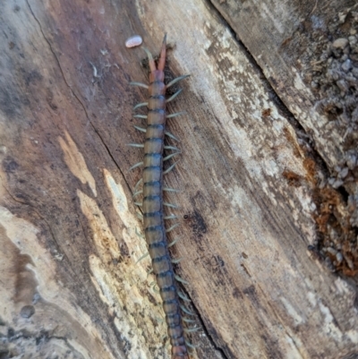 Cormocephalus aurantiipes (Orange-legged Centipede) at Piney Ridge - 17 Nov 2023 by HelenCross