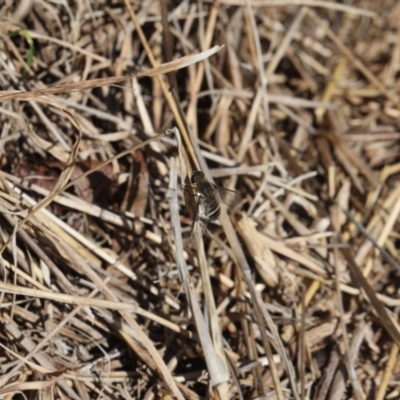 Villa sp. (genus) (Unidentified Villa bee fly) at Lyons, ACT - 16 Nov 2023 by ran452