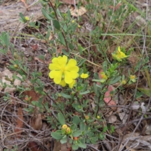 Hibbertia obtusifolia at QPRC LGA - 17 Nov 2023 11:52 AM