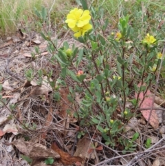 Hibbertia obtusifolia at QPRC LGA - 17 Nov 2023