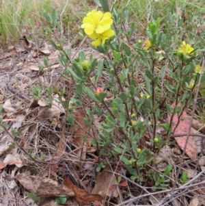 Hibbertia obtusifolia at QPRC LGA - 17 Nov 2023 11:52 AM