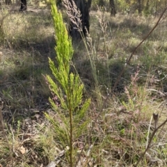 Exocarpos cupressiformis at Oakey Hill - 18 Nov 2023