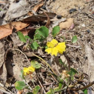 Goodenia hederacea subsp. hederacea at QPRC LGA - 17 Nov 2023