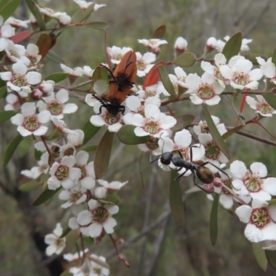 Gaudium brevipes (Grey Tea-tree) at Tuggeranong, ACT - 16 Nov 2023 by RobParnell