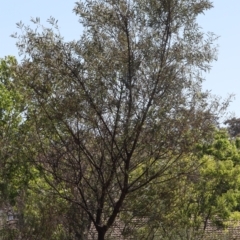 Acacia rubida (Red-stemmed Wattle, Red-leaved Wattle) at Lyons, ACT - 16 Nov 2023 by ran452