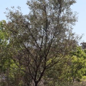 Acacia rubida at Lyons, ACT - 16 Nov 2023