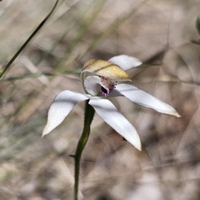 Caladenia moschata (Musky Caps) at Cotter River, ACT - 18 Nov 2023 by Csteele4