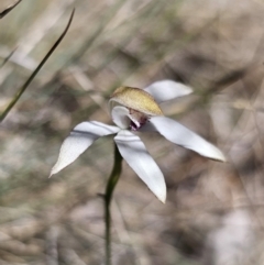 Caladenia moschata at Namadgi National Park - suppressed