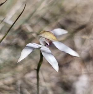 Caladenia moschata at Namadgi National Park - 18 Nov 2023