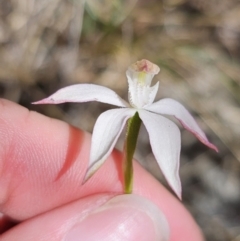 Caladenia moschata at Namadgi National Park - suppressed