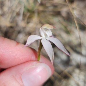 Caladenia moschata at Namadgi National Park - suppressed