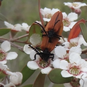 Porrostoma rhipidium at Bullen Range - 16 Nov 2023 11:38 AM