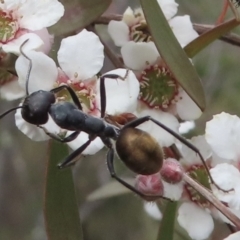 Camponotus suffusus (Golden-tailed sugar ant) at Tuggeranong, ACT - 16 Nov 2023 by RobParnell