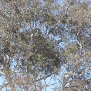 Eucalyptus sp. at Lyons, ACT - 18 Nov 2023