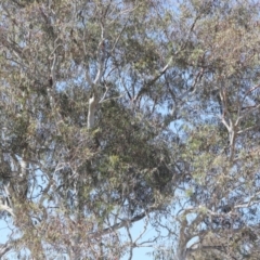 Eucalyptus sp. (A Gum Tree) at Lyons, ACT - 18 Nov 2023 by ran452