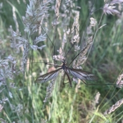 Geranomyia sp. (genus) (A limoniid crane fly) at Belconnen, ACT - 18 Nov 2023 by RosD