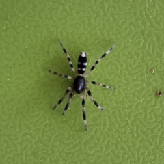 Lampona sp. (genus) (White-tailed spider) at Braidwood, NSW - 17 Nov 2023 by MatthewFrawley