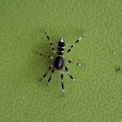 Lampona sp. (genus) (White-tailed spider) at QPRC LGA - 18 Nov 2023 by MatthewFrawley