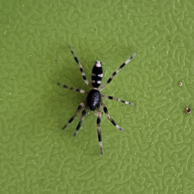 Lampona sp. (genus) (White-tailed spider) at Braidwood, NSW - 17 Nov 2023 by MatthewFrawley