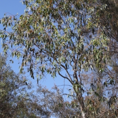 Eucalyptus (genus) (A Gum Tree) at Lyons, ACT - 18 Nov 2023 by ran452