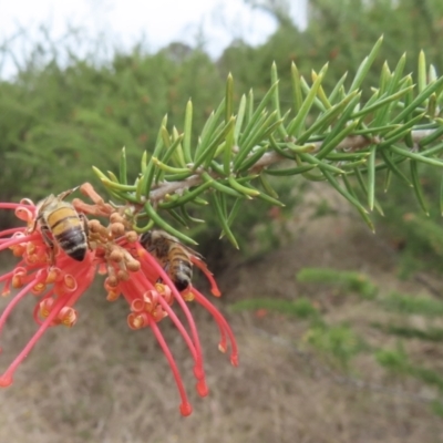 Grevillea juniperina subsp. fortis (Grevillea) at Tuggeranong, ACT - 16 Nov 2023 by RobParnell