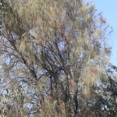 Allocasuarina verticillata (Drooping Sheoak) at Lyons, ACT - 18 Nov 2023 by ran452