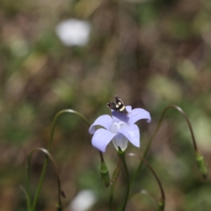 Glyphipterix (genus) at Lyons, ACT - 18 Nov 2023