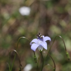 Unidentified Insect at Lyons, ACT - 17 Nov 2023 by ran452