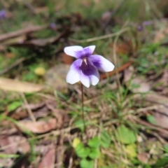 Viola hederacea (Ivy-leaved Violet) at Harolds Cross, NSW - 17 Nov 2023 by MatthewFrawley