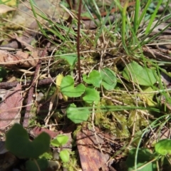 Viola hederacea at QPRC LGA - 18 Nov 2023